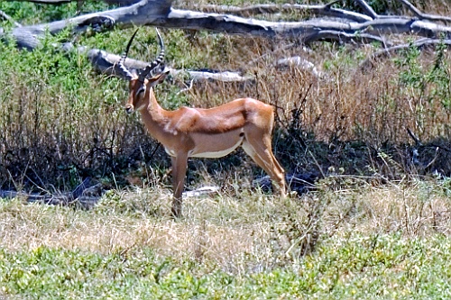 Kenia (184)